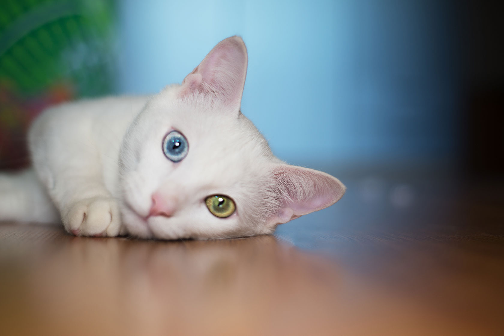 Pisica albă cu heterochromie
